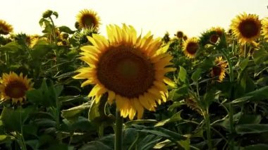 Bir Tarlada Çiçek Açan Ayçiçekleri.