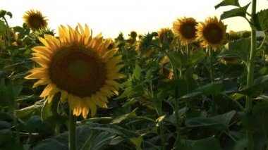 Bir Tarlada Çiçek Açan Ayçiçekleri.