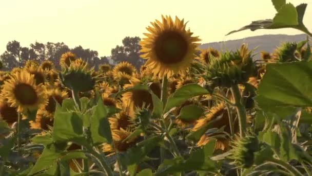 Blühen Der Sonnenblumen Auf Einem Feld — Stockvideo