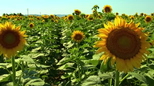 Blooming Sunflowers Field Footage — Stock video