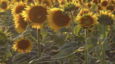 Yakın plan Çiçek açan Taze Ayçiçeği Görüntüsü.