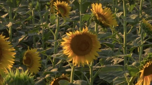 Close Blooming Fresco Girassol Filmagem — Vídeo de Stock