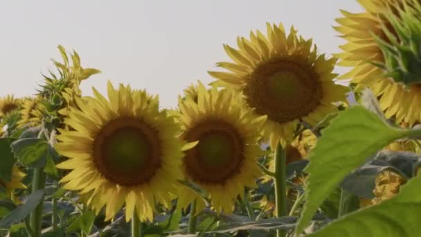 Close Blooming Fresco Girassol Filmagem — Vídeo de Stock