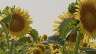 Yakın plan Çiçek açan Taze Ayçiçeği Görüntüsü.