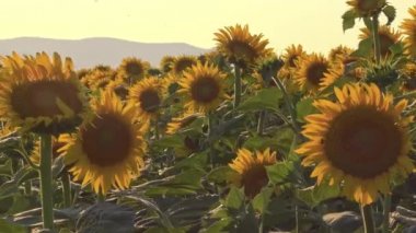 Yakın plan Çiçek açan Taze Ayçiçeği Görüntüsü.