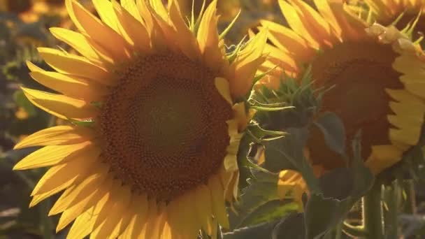 Nahaufnahme Blooming Fresh Sunflower Footage — Stockvideo