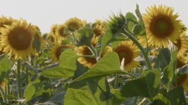 Yakın plan Çiçek açan Taze Ayçiçeği Görüntüsü.