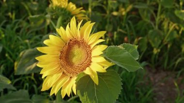 Yakın plan Çiçek açan Taze Ayçiçeği Görüntüsü.