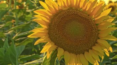  Yaz Öğleden Sonra Ayçiçeği tarlası Görüntüsü.