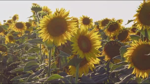 Campo Girasol Verano Por Tarde — Vídeos de Stock