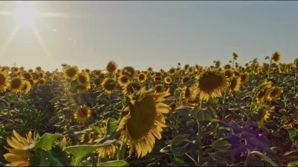 Campo Girasol Verano Por Tarde — Vídeo de stock