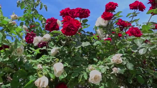 Dolly Shot Garden Red White Roses Záběry — Stock video