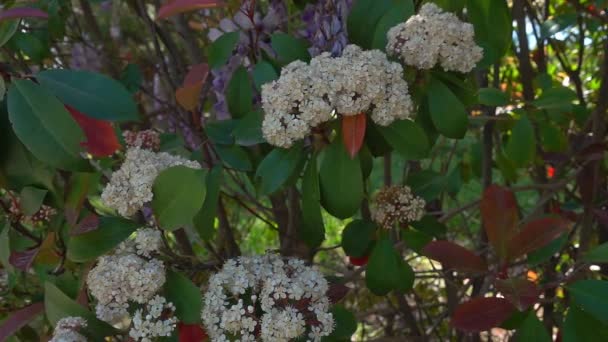 野生のホーソンの花のドリーショット 5月のブッシュ映像 — ストック動画