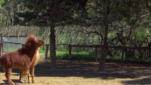 Dos Caballos Pony Jugando Filmación Estable — Vídeo de stock