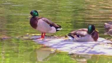 Two Mallard Ducks Perched On Ice Footage.