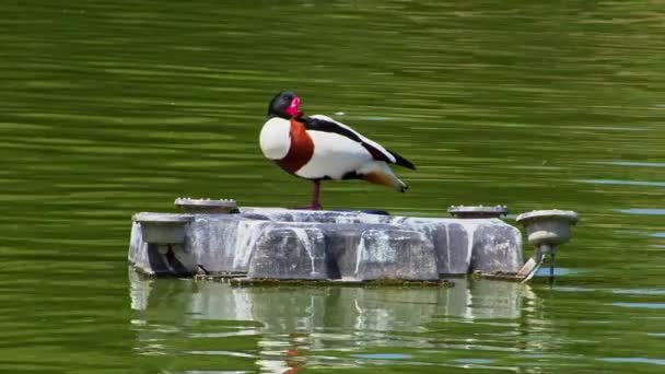 Red Billed Duck Grooming Itself Water Lake Footage — Stok video