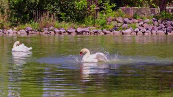 Dos Cisnes Blancos Acicalándose Agua Lago — Vídeos de Stock