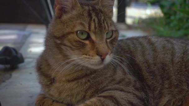 Close Head Glance Tabby Stray Cat Footage — Stockvideo