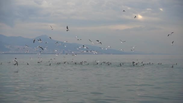 Seabirds Cormorants Seagulls Collectively Fishing Ocean Shore — Stock Video