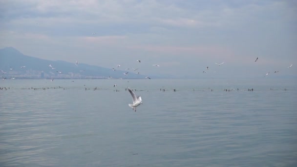 Seabirds Cormorants Seagulls Collectively Fishing Ocean Shore — Stock Video