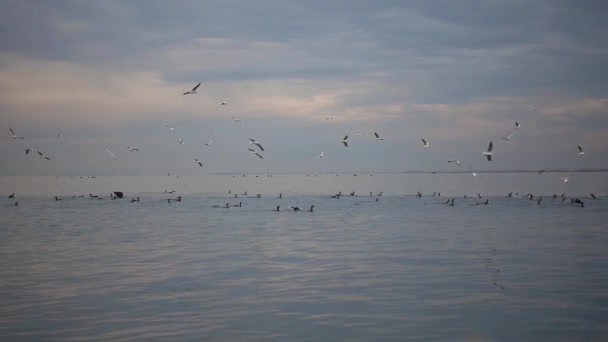 Aves Marinas Cormoranes Gaviotas Que Pescan Colectivamente Costa Del Océano — Vídeos de Stock