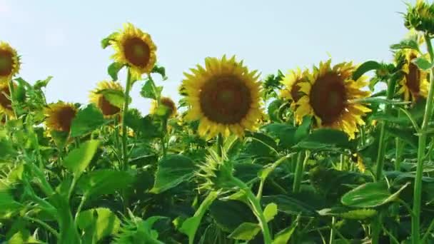 Sunflowers Swaying Slow Wind Field — Stock Video