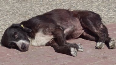Beton zeminde yatan hasta köpek.