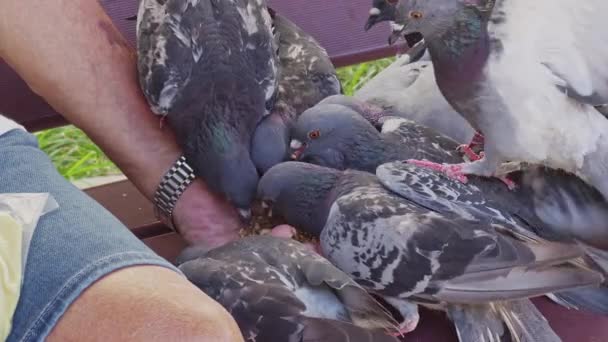 Troupeau Pigeons Volant Nourrissant Marchant Sur Sol Béton Main Humaine — Video