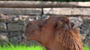 Ruminant Kahverengi Deve Görüntüsünün Yakın Çekimi.