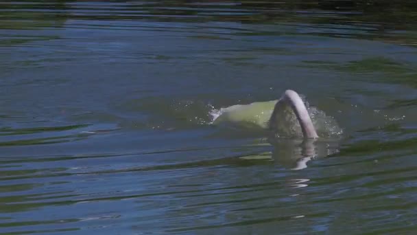 湖の緑の水の中に一人白白鳥が群がっている — ストック動画