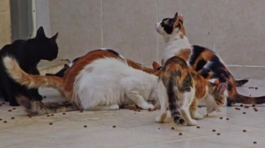 Döşemede Beslenen Sokak Kedileri