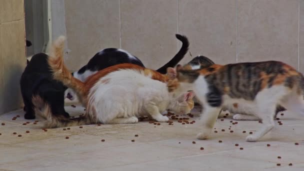 Kóbor Macskák Csempe Padlóval Etetése — Stock videók