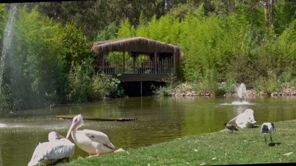 Pássaros Selvagens Descansando Green Lake Com Fonte — Vídeo de Stock