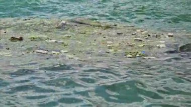  Çöp Kirliliği Çöpü Atık 