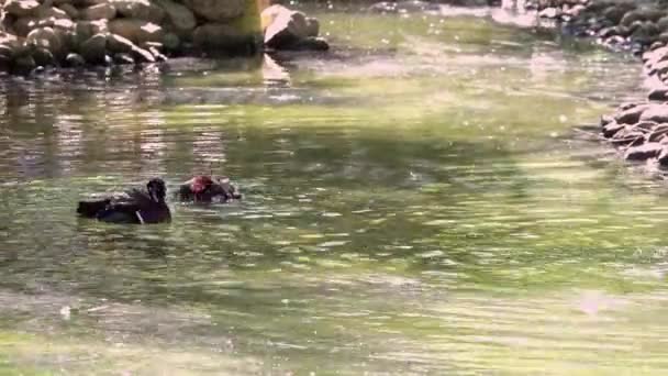 Mandarin Πάπια Κολύμβηση Και Περιποίηση Στη Λίμνη Νερού — Αρχείο Βίντεο