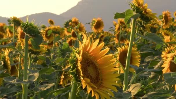 Vento Campo Girassol — Vídeo de Stock