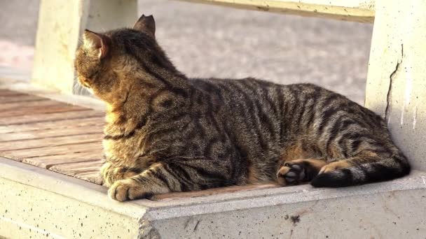 Nieuwsgierig Tabby Verdwaalde Kat Kijken Betonnen Bank — Stockvideo