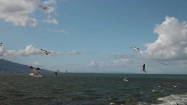 Geniş deniz manzarası, hareketli bir teknenin köpüklü izlerini takip eden martıları gösteriyor. Derin mavi su ve dramatik bulutlar dinamik ve sinematik bir deniz manzarası yaratıyor..