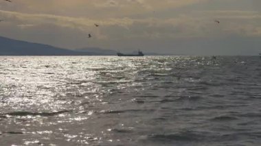 Dalgalı suyun üzerinde uçan martıların ve vahşi yaşam ve insan varlığını dengeleyen uzak bir geminin olduğu geniş bir deniz manzarası..