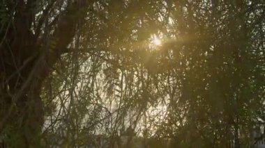 Sıcak güneş ışığı, ağaçların dalları rüzgarda hafifçe sallanırken hareket eden sonbahar yapraklarının arasından süzülür. Altın ışığı, mevsimlik atmosferi ve rahatlatıcı orman havasıyla huzurlu bir doğal manzara..