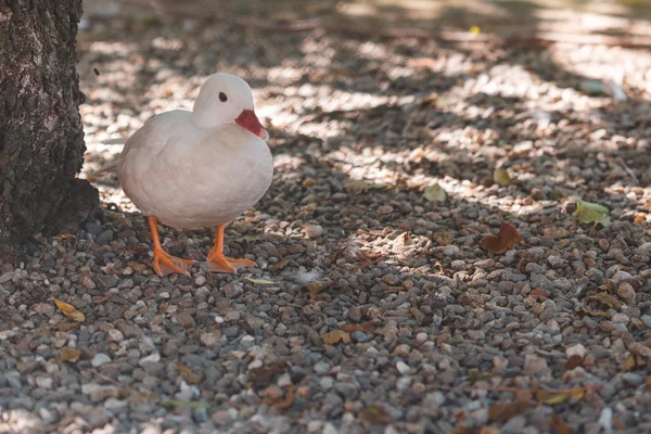 White bird relaxing near tree. — Stock Photo, Image