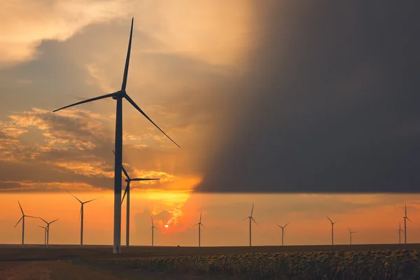 Solros fält och vindkraft turbiner vid solnedgången — Stockfoto