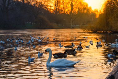 Sakin Kuğu Gölü etrafında bizimkiler yaşar gün batımında Yüzme.