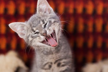 Küçük şirin kedi gözleri ile esneme kapalı
