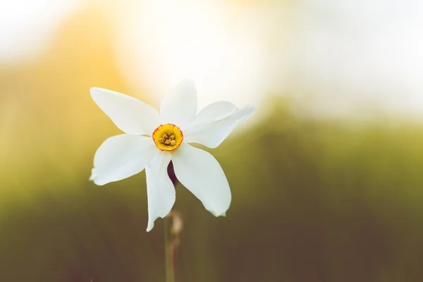 White daffodil flower against blurred background — Stock Photo, Image