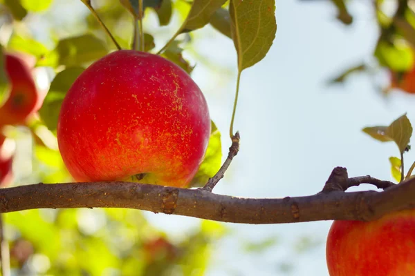 Kırmızı elma ağacına asılı — Stok fotoğraf