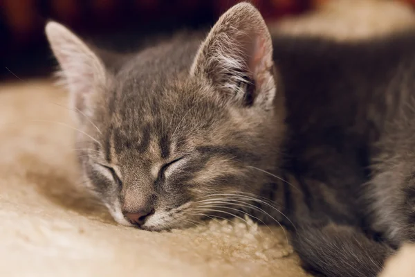 Sover lite söt katt — Stockfoto