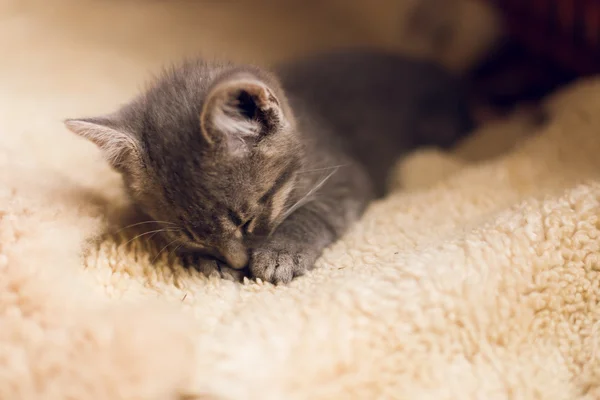Śpiące mało sprytny kot — Zdjęcie stockowe