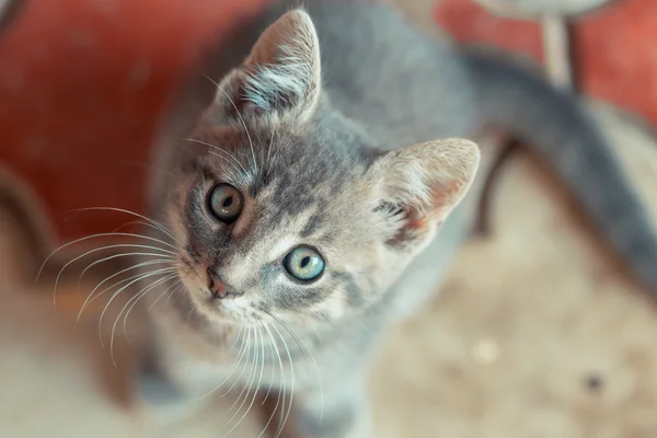 Liten söt katt tittar upp till kamera Stockbild