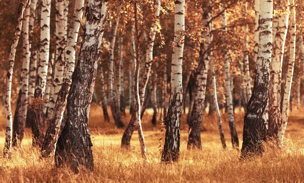 Birch forest while autumn season